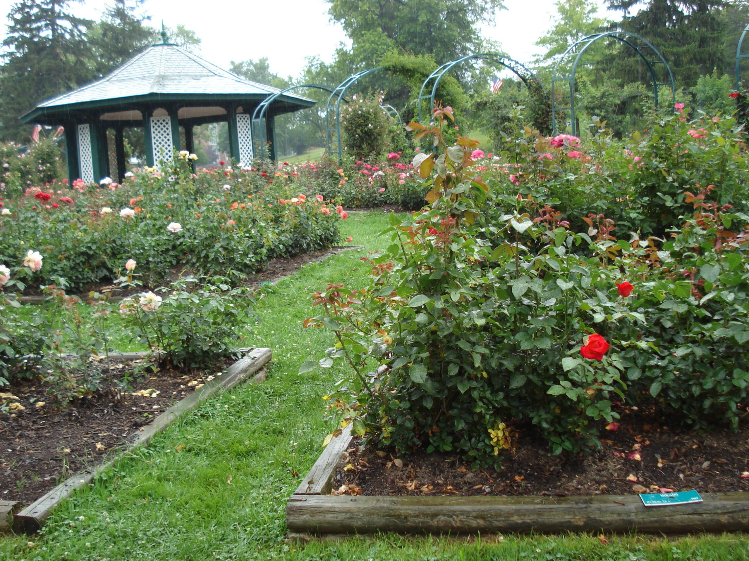 Thornden Park Mills Rose Garden Syracuse NY roses in bloom