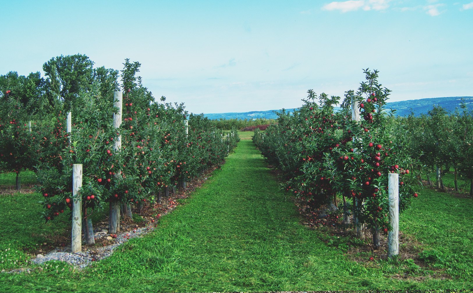 Beak and Skiff Apple Orchard LaFayette NY apple picking seasonal farm